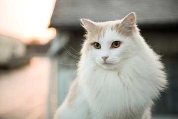 Portrait extérieur d'un chat blanc angora aux yeux jaunes un soir d'hiver