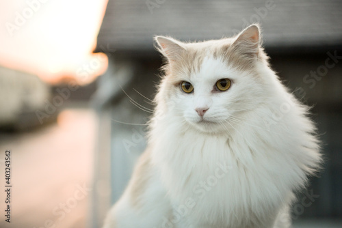 Leinwandbilder Portrait Exterieur D Un Chat Blanc Angora Aux Yeux Jaunes Un Soir D Hiver Quemener Valerie