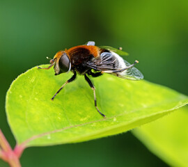 Macor of a hoverfly on a green leaf