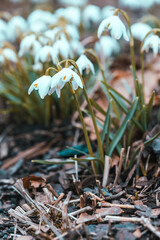 Delicate snowdrop flowers. White blooming flowers close-up. Congratulatory background for Valentine's Day, Mother's Day. First winter plants