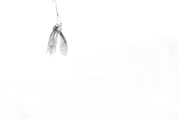 filigrane, zerbrechlich wirkende Ahornfrucht vor weißem Himmel in schwarz-weiß
