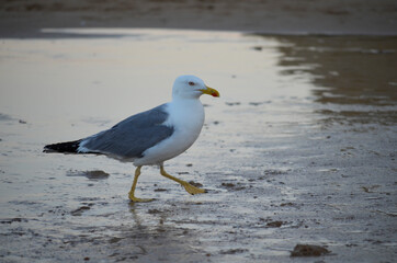 Gaviota
