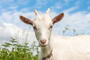 Cute Goat in the grass. Agricultural background. Livestock farm. White goat close up. Animal's head with large yellow eyes, ears, horns. Grazing cattle. Pasture on a summer sunny day