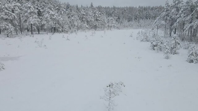 very snowy forest, with coniferous trees of different sizes, heights, spruces, pines, on a cloudy day with dramatic, dark sky, Latvia, Līgatne, Līgatne upes loki