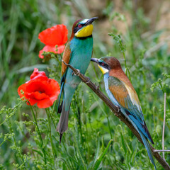 Bienenfresser (Merops apiaster)
