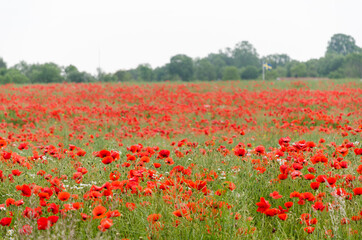 Red poppies all over in a corn field