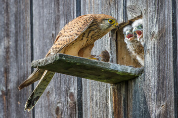 Turmfalke (Falco tinnunculus) Weibchen am Nistkasten