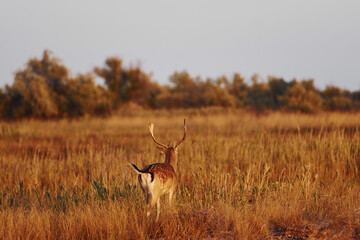 Beautiful young deer walks outdoors on the field at daytime