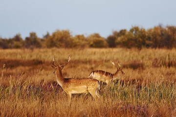 Two young deers walks outdoors on the field at daytime together