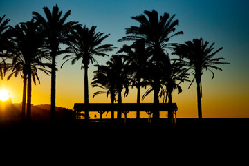 atardecer con palmeras
