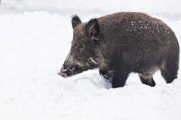 wild boar (Sus scrofa), also known as the wild swine in winter