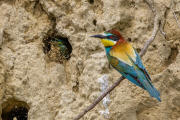 Bienenfresser (Merops apiaster)