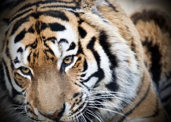 Fototapeta na wymiar Close up of a Tiger's Face 