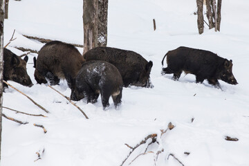 wild boar (Sus scrofa), also known as the wild swine in winter