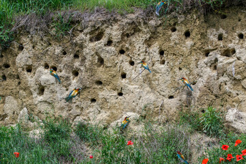 Bienenfresser (Merops apiaster) im Brutbiotop
