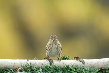 Tiny sparrow on birch log 