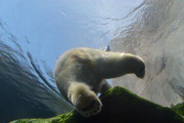 polar bear in the water.