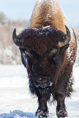 American bison or simply bison (Bison bison) in winter © Mircea Costina