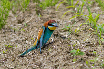 Bienenfresser (Merops apiaster)