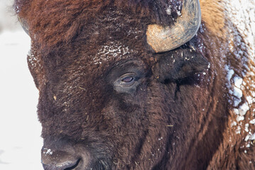 American bison or simply bison (Bison bison) in winter © Mircea Costina