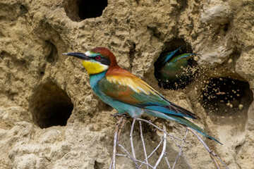 Bienenfresser (Merops apiaster)