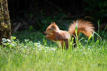 squirrel on the grass
