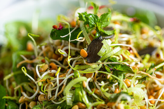 Sprouted Lentil Salad