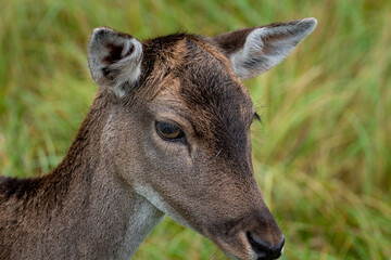 white deer