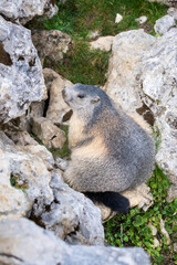 marmot in the mountains - Vercors, France