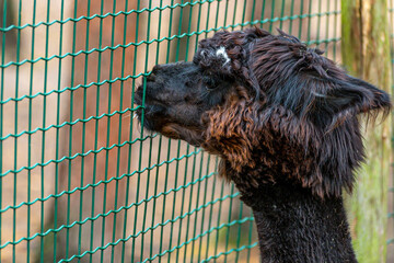 camel in cage