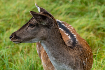 deer in the grass