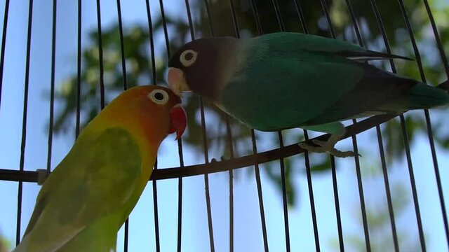 Pair of birds in a cage