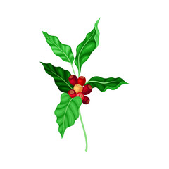 Coffee Plant Branch with Juiced Edible Fruits Containing Caffeine Vector Illustration