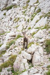 Fototapeta na wymiar ibex in the mountains