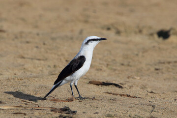 Masked Water-Tyrant (Fluvicola nengeta) isolated, perched on a sandy floor