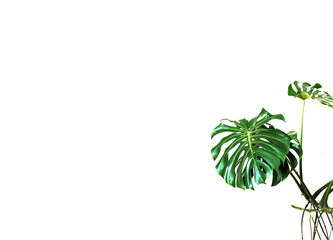 White horizontal background with green monstera plant leaves at right side, natural mockup, space for text and design 
