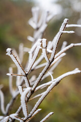 frost on a branch
