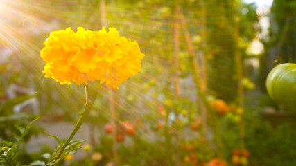 Obraz premium Calendula or Tagetes in permaculture. Garden with tomatoes and calendulas. Compatible plants. Natural insecticide. Yellow flower. Sunny day.