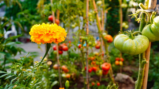 Calendula or Tagetes in permaculture. Garden with tomatoes and calendulas. Compatible plants. Natural insecticide. Yellow flower. Sunny day.