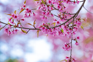 Obraz premium beautiful cherry blossom,sakura are blooming soft blur for background.