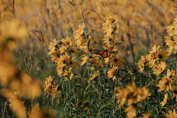 Monarch Butterfly, Danaus Plexippus, sits with open wings on an autumn sunflower in a prairie of wildflowers in the North American Midwest with golden morning light.   