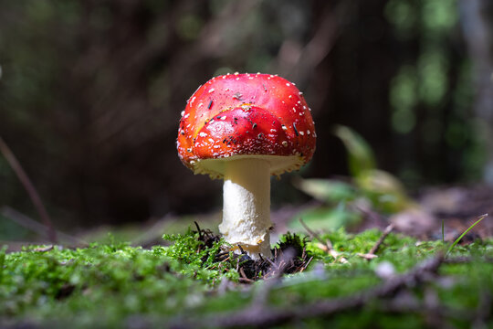 amanita muscaria fly mushroom