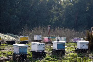 Bee Hives in Cyprus