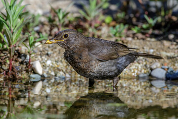 Amsel (Turdus merula) Weibchen