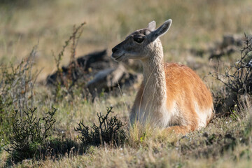 The guanaco (Lama guanicoe)