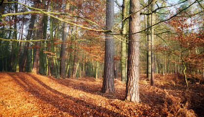 Autumn forest with dry leaves on a sunny day.