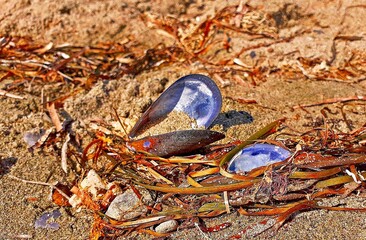 seashells on the beach
a photo of shells on hot sand
hot sunny day on the beach
strong colors