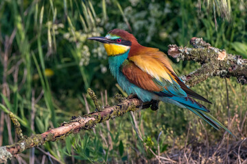 Bienenfresser (Merops apiaster)