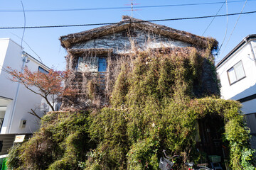 日本の古い外壁に蔦の絡まった家 二階建て 一軒家 老朽化した家 鬱蒼とした家 蔦の絡まった家 鬱蒼とした Wall Mural Hirota 日本の古い外壁に蔦の絡まった家 二階建て 一軒家 老朽化した家 鬱蒼とした家 蔦の絡まった家 鬱蒼とした Wall Mural Hirota