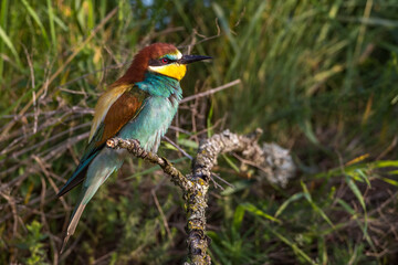 Bienenfresser (Merops apiaster)